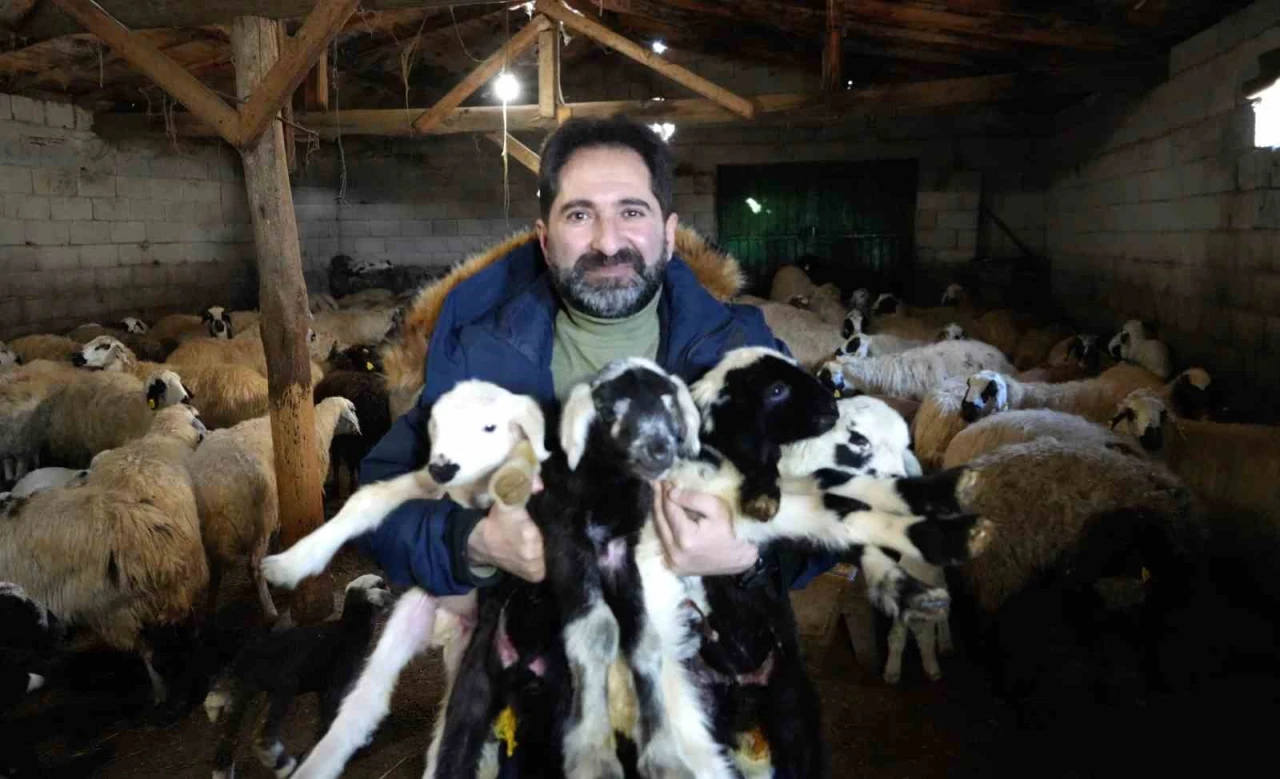 Oğlak ve Kuzular İçin Telaşlı Günler
