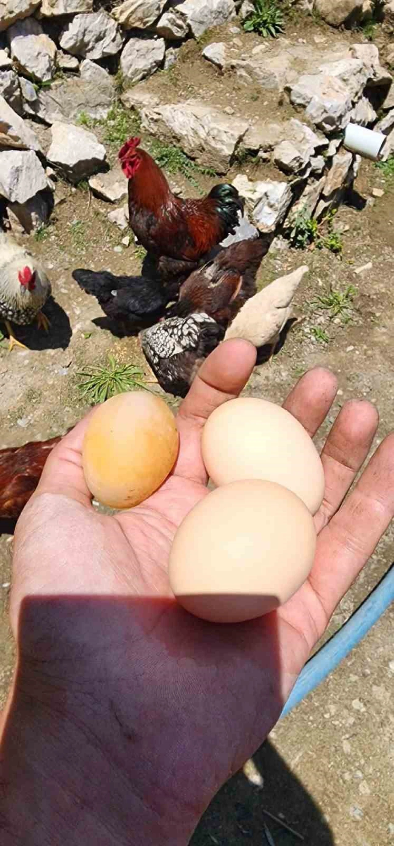 Elazığ’da Şaşkınlık Yaratan Yumurta! Görenler Gözlerine İnanamadı!
