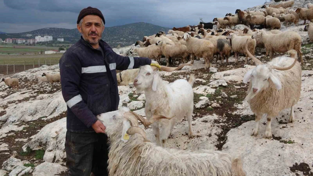 Kurt Saldırıları Çobanı Canından Bezdirdi