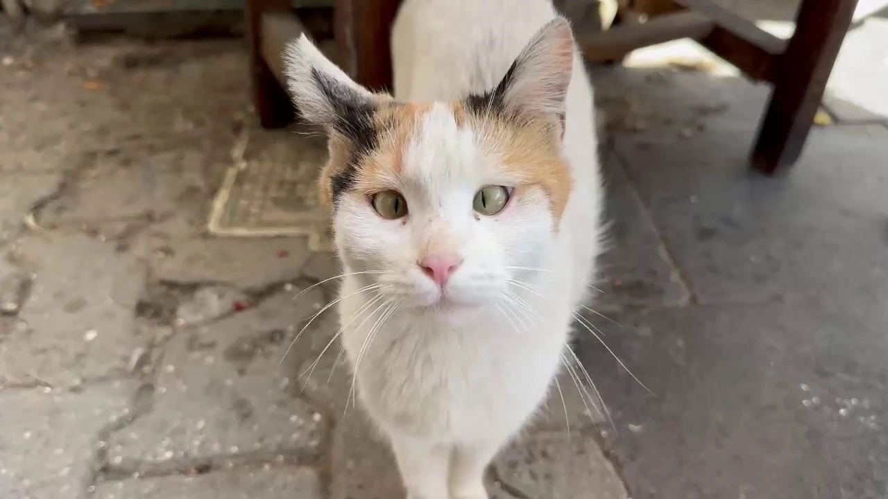 Şaşı Kedi Mahallenin En Popüler Üyesi