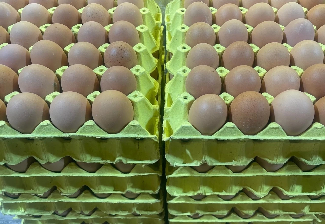 Fakülte Yumurtası Cüzdan Dostu