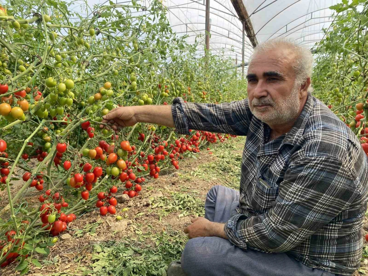 Tarlada 15, Markette 70 TL: Çiftçi Domatesini Dalında Bıraktı