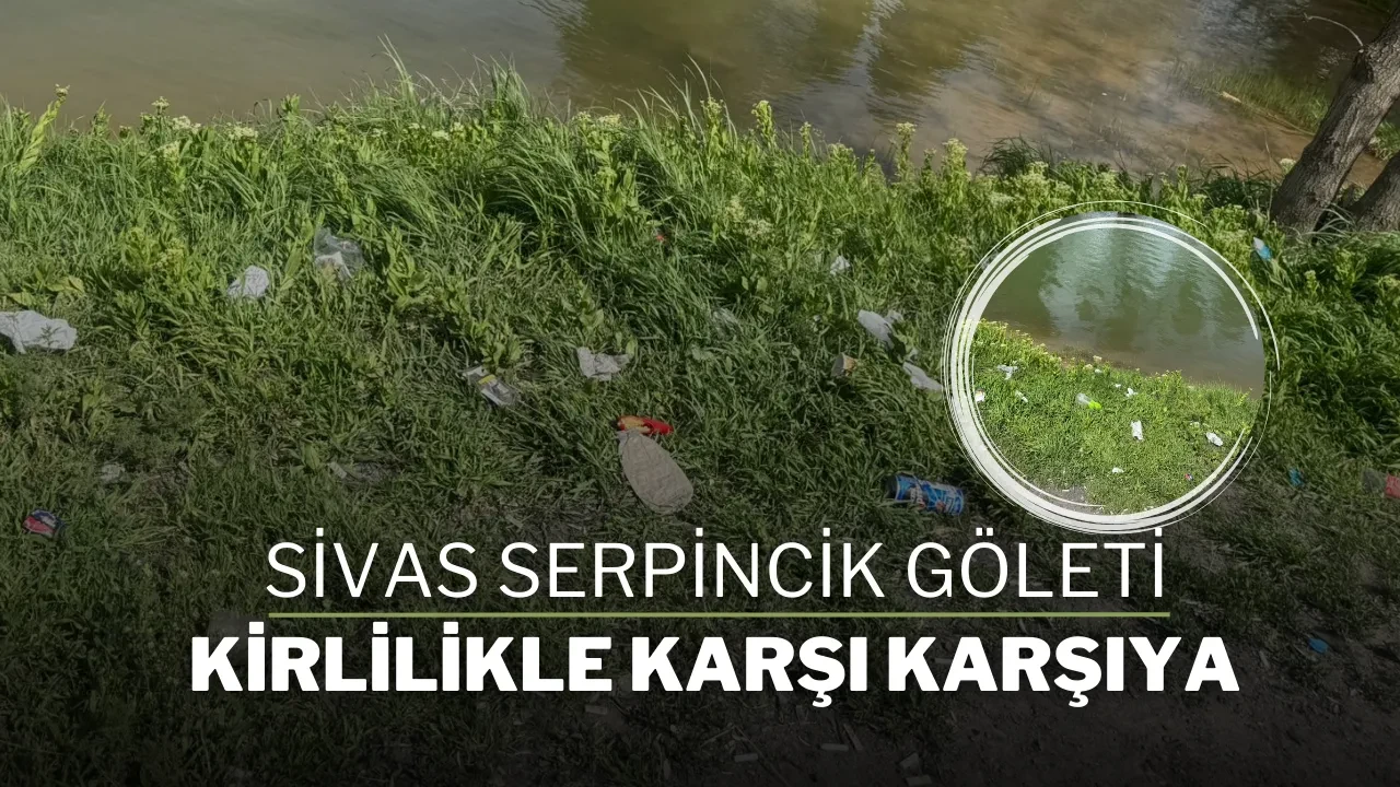 Sivas Serpincik Göleti Kirlilikle Karşı Karşıya