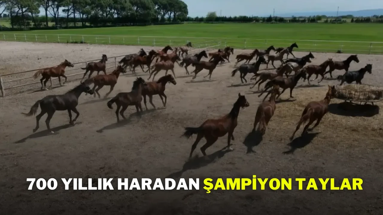 700 Yıllık Haradan Şampiyon Taylar