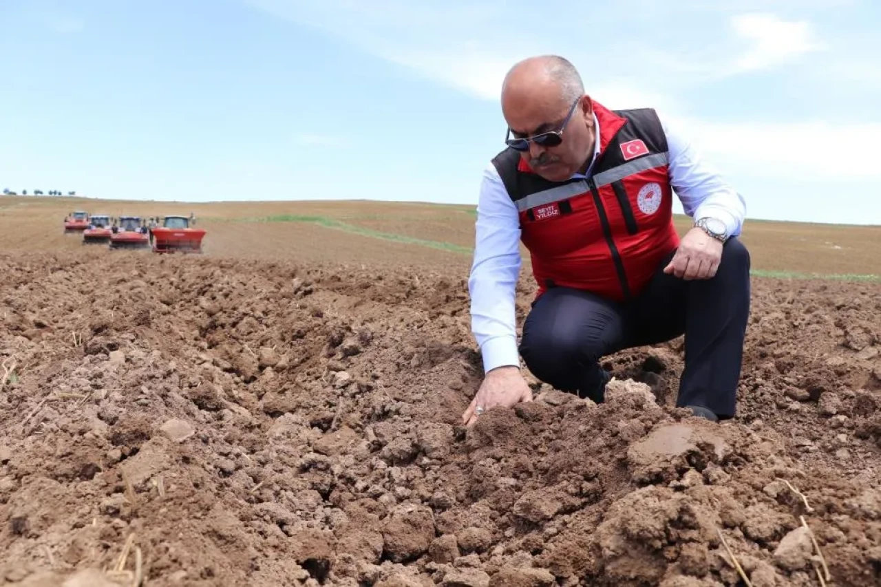 Sivas’ta Tohumluk Patates Ekimi Başladı