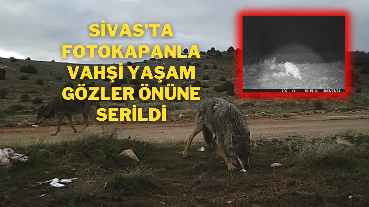 Sivas'ta Fotokapanla Vahşi Yaşam Gözler Önüne Serildi