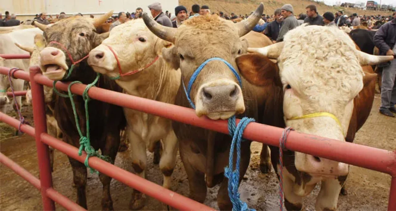 Sivas Kurban Pazarı Başvuruları Başlıyor