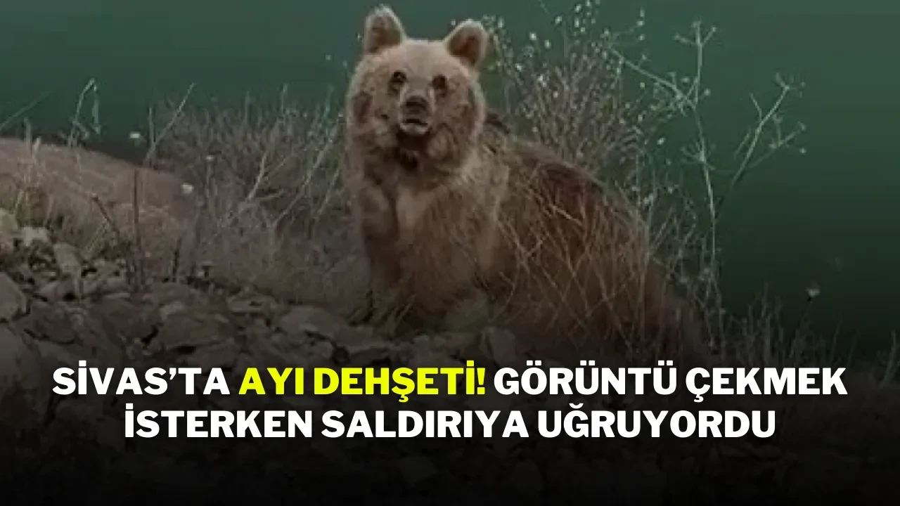 Sivas’ta Ayı Dehşeti! Görüntü Çekmek İsterken Saldırıya Uğruyordu
