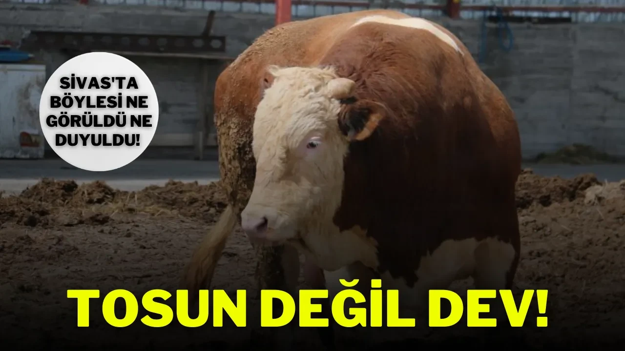 Sivas'ta Böylesi Ne Görüldü Ne Duyuldu! Tosun Değil, Dev!