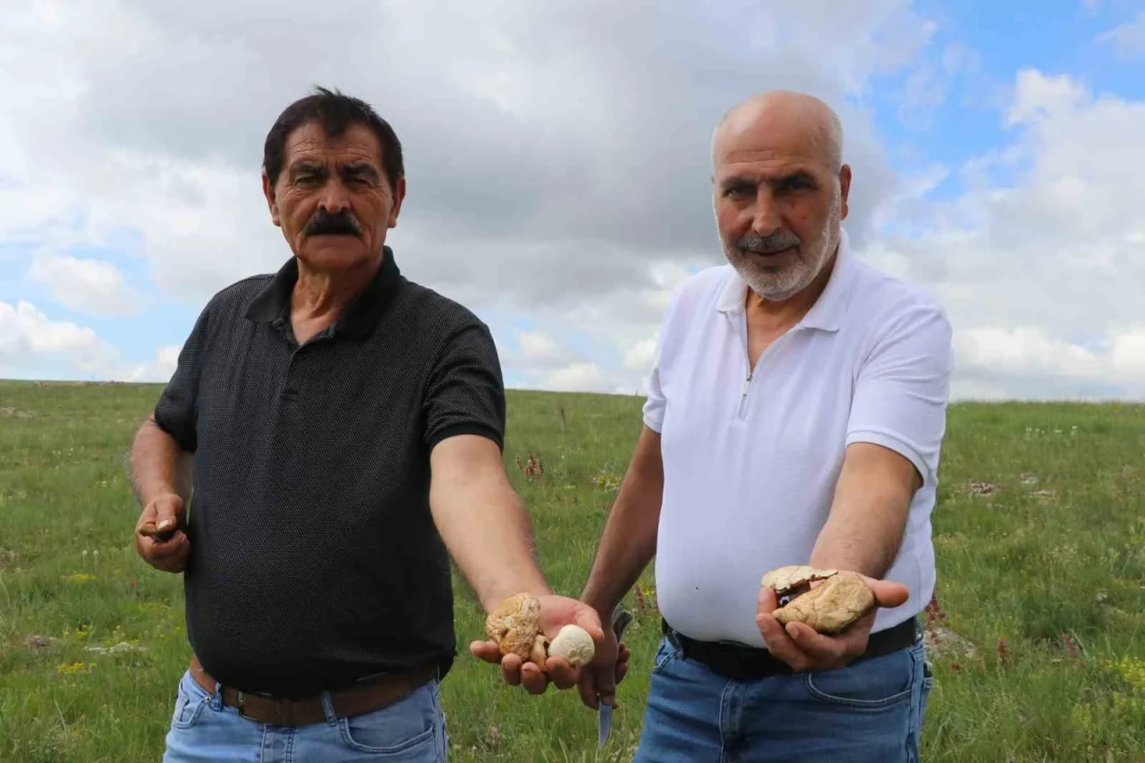Sivas’ın Dağlarındaki Gizli Lezzet: Yanlış Toplarsan Zehir Doğru Toplarsan Şifa