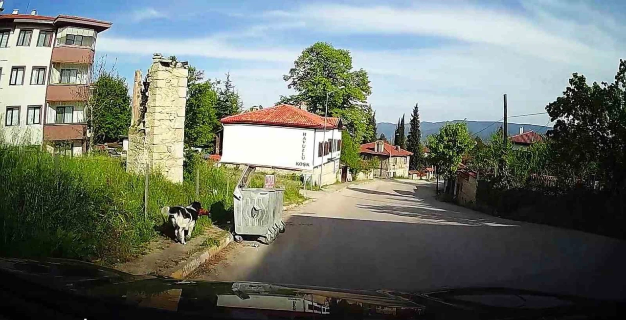 Köpek Tavuğu Kaçırdı, Kamera Kaydetti