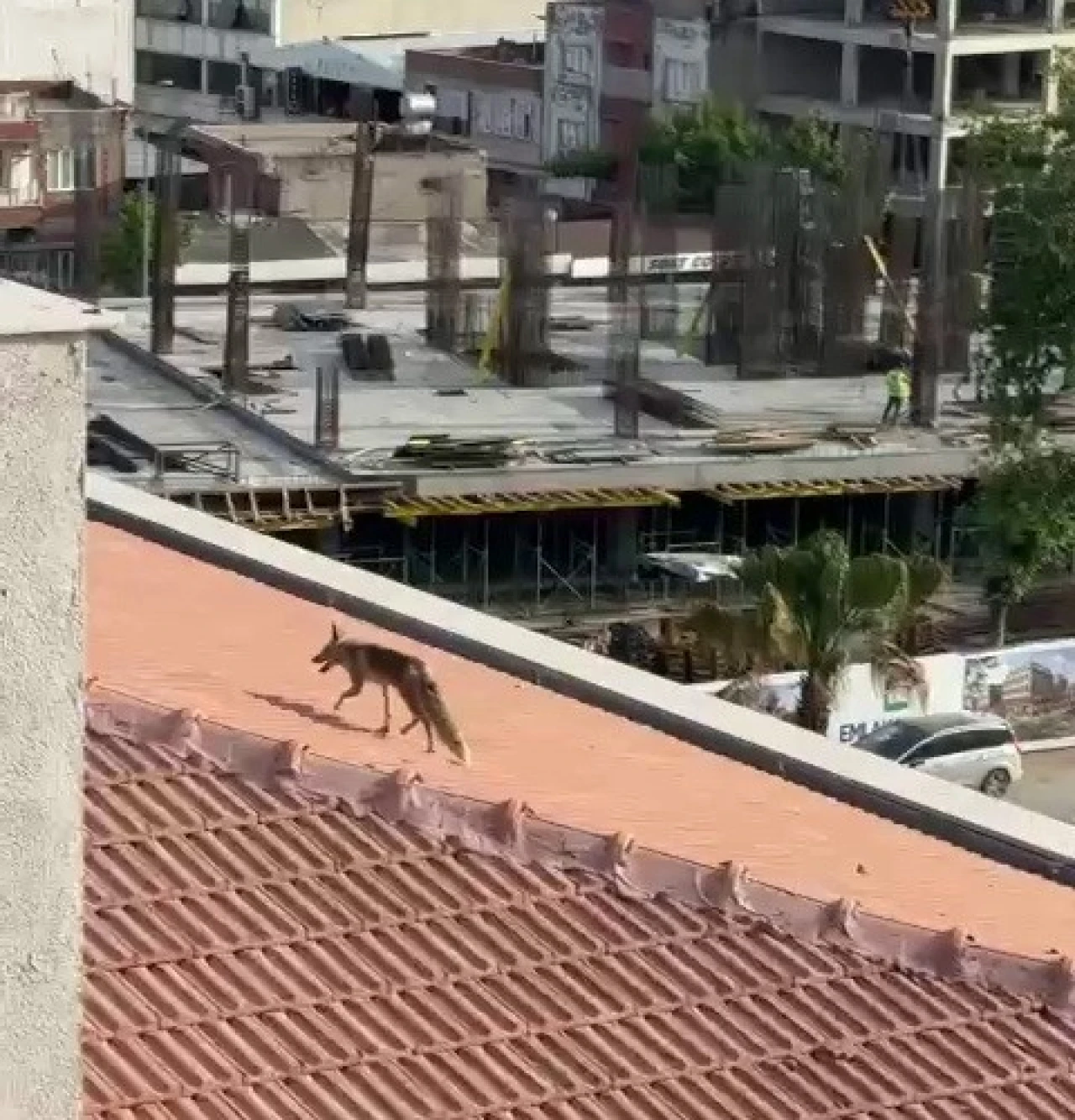Binanın çatısına çıkan tilki ekipleri alarma geçirdi