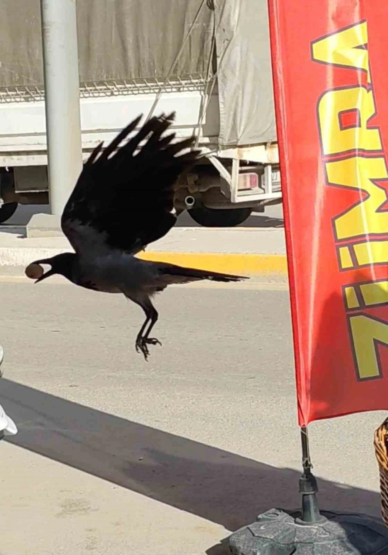 Karga Poşeti Yırttı, Cevizi Kaptı