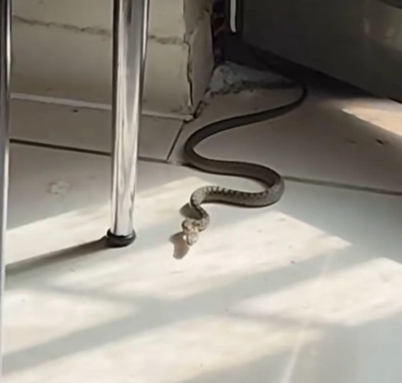 Mutfaktaki Yılanı Gören Kedi Panikle Zıpladı