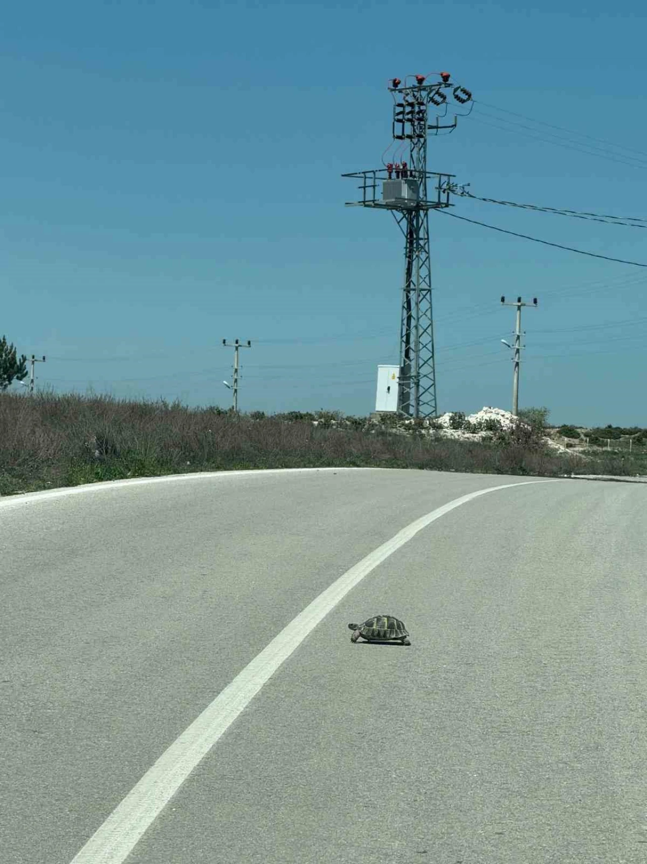 Yollarda Kaplumbağa Alarmı