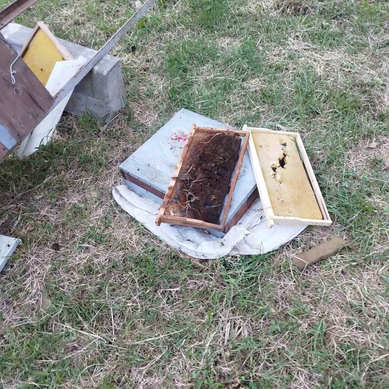Ayı Kovanları Parçaladı