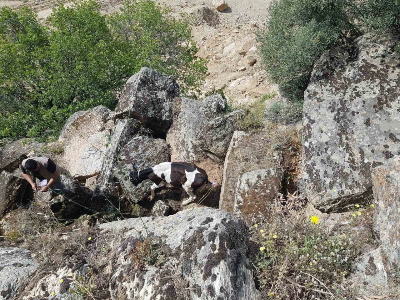 Kayıp İnekler Drone ile Bulundu