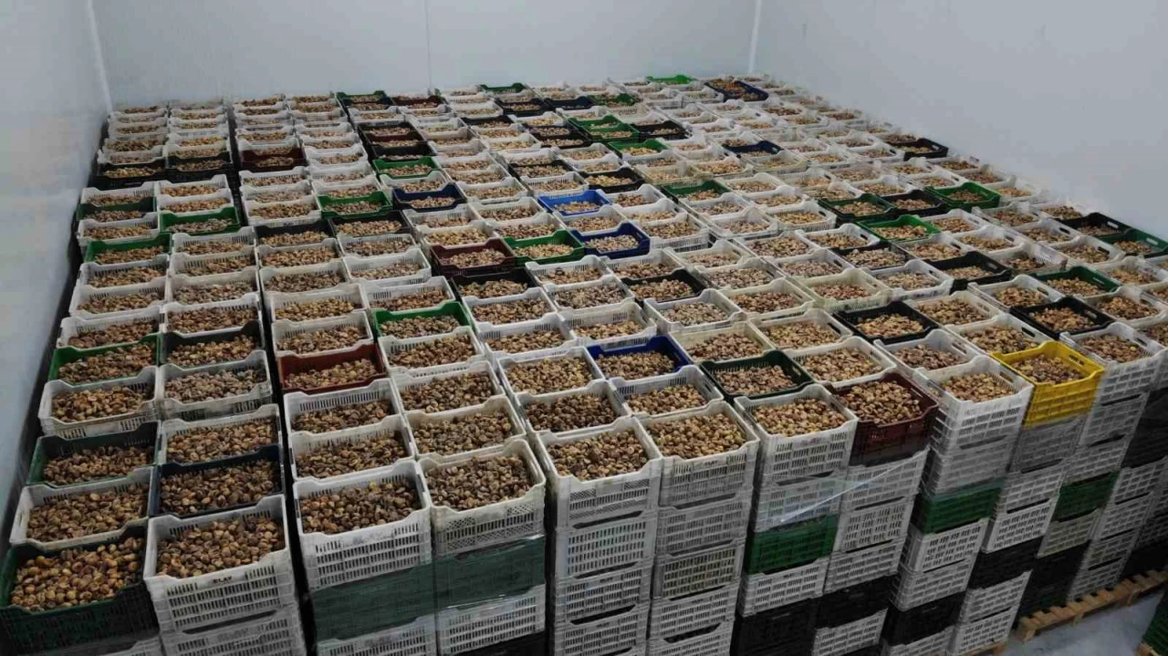 Kuru İncirde Rekor İhracat