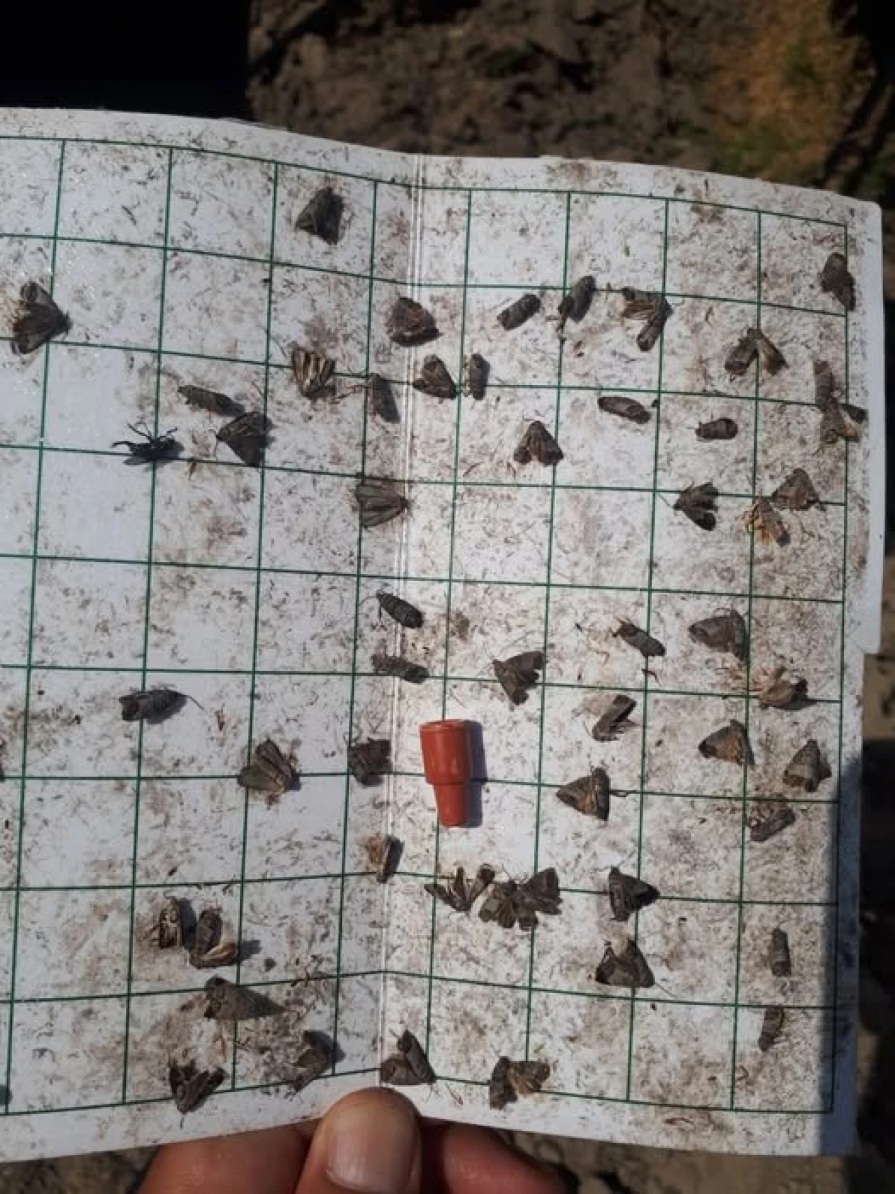Meyve Üreticilerine Kritik İç Kurdu İlaçlama Uyarısı