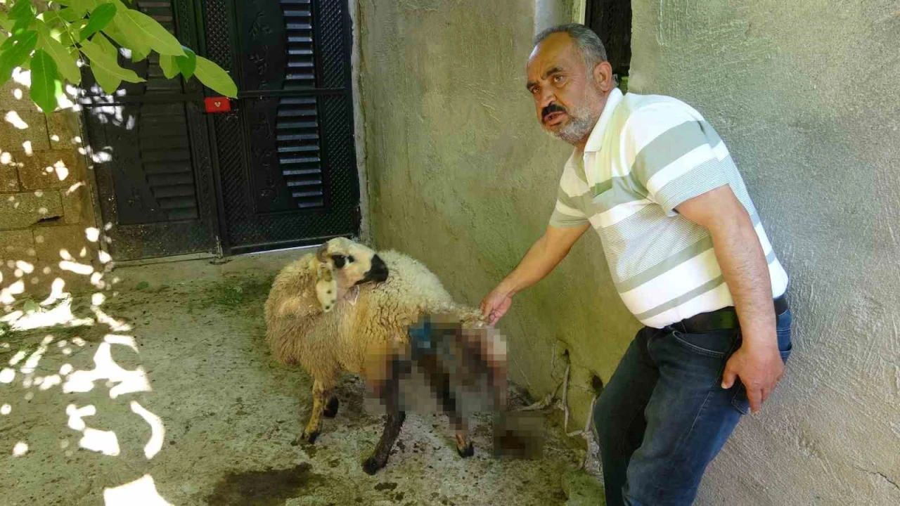 Sokak Köpekleri 6 Küçükbaş Hayvana Saldırdı