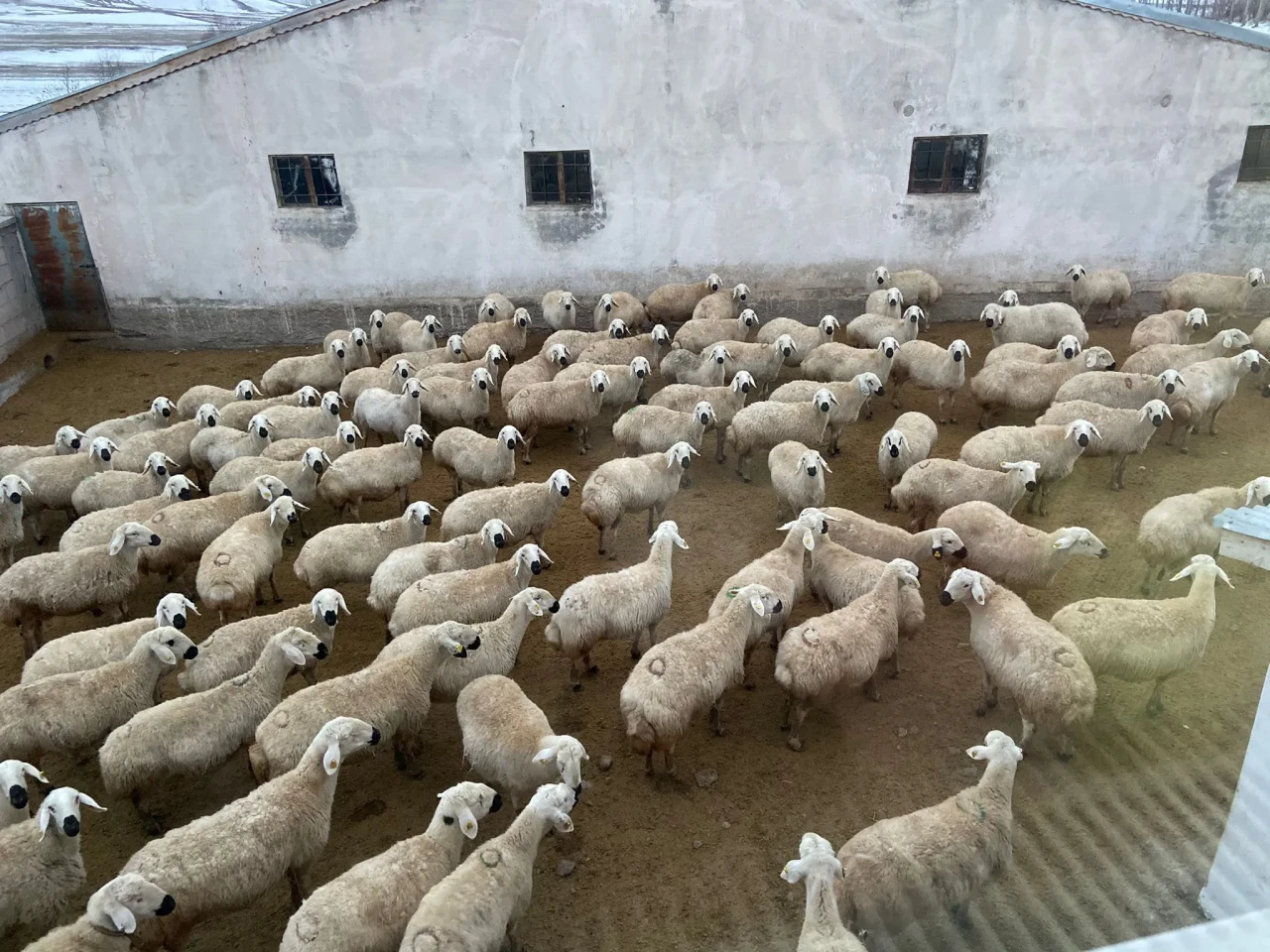 Sivas'ta Şap Hastalığı Hızla Yayılıyor: 10 Köy Karantinada!