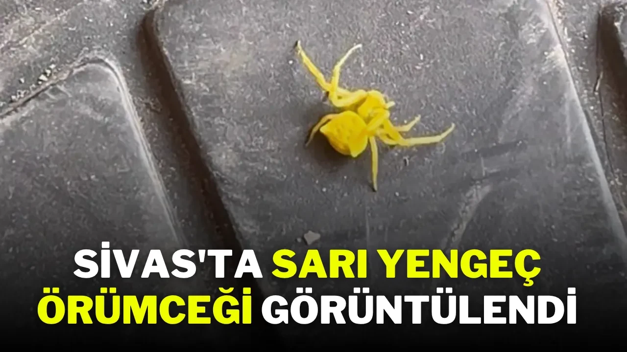 Sivas'ta Sarı Yengeç Örümceği Görüntülendi