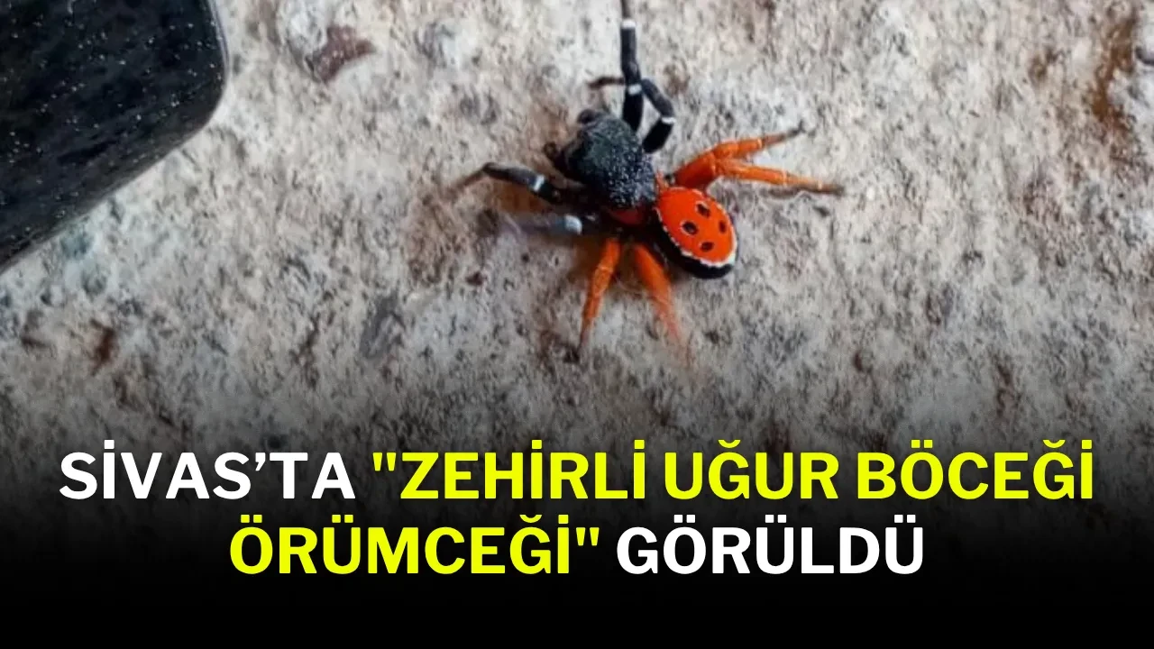 Sivas’ta "Zehirli Uğur Böceği Örümceği" Görüldü