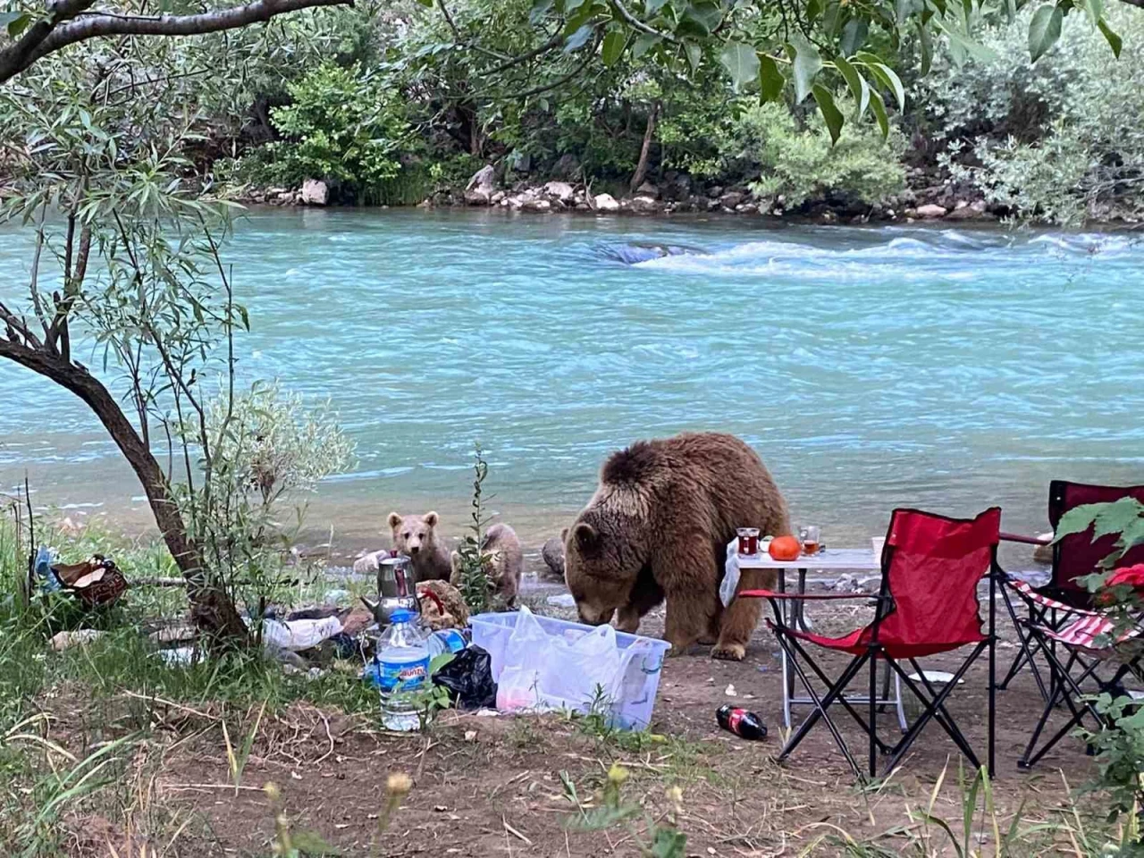 Ayı Ailesi Piknik Sofrasına Misafir Oldu