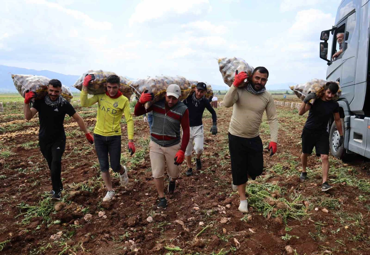 Tarlanın Görünmeyen Kahramanları Yükleyici İşçiler