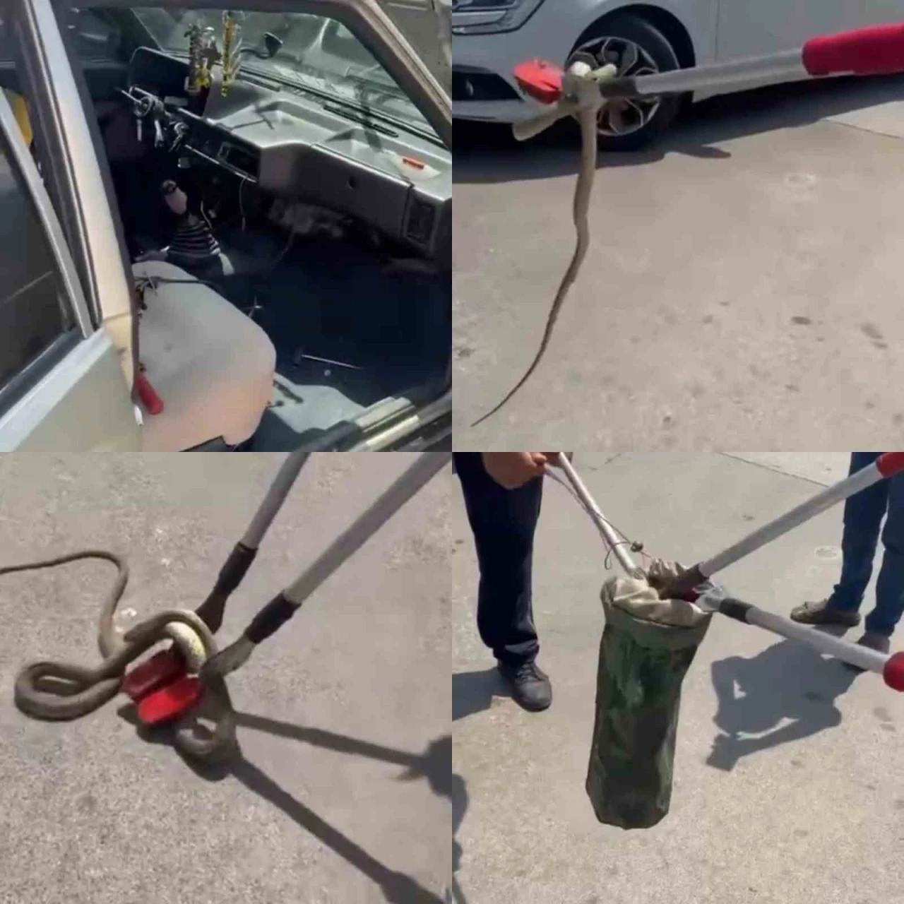 Erdemli Devlet Hastanesi Otoparkında Yılan Paniği!