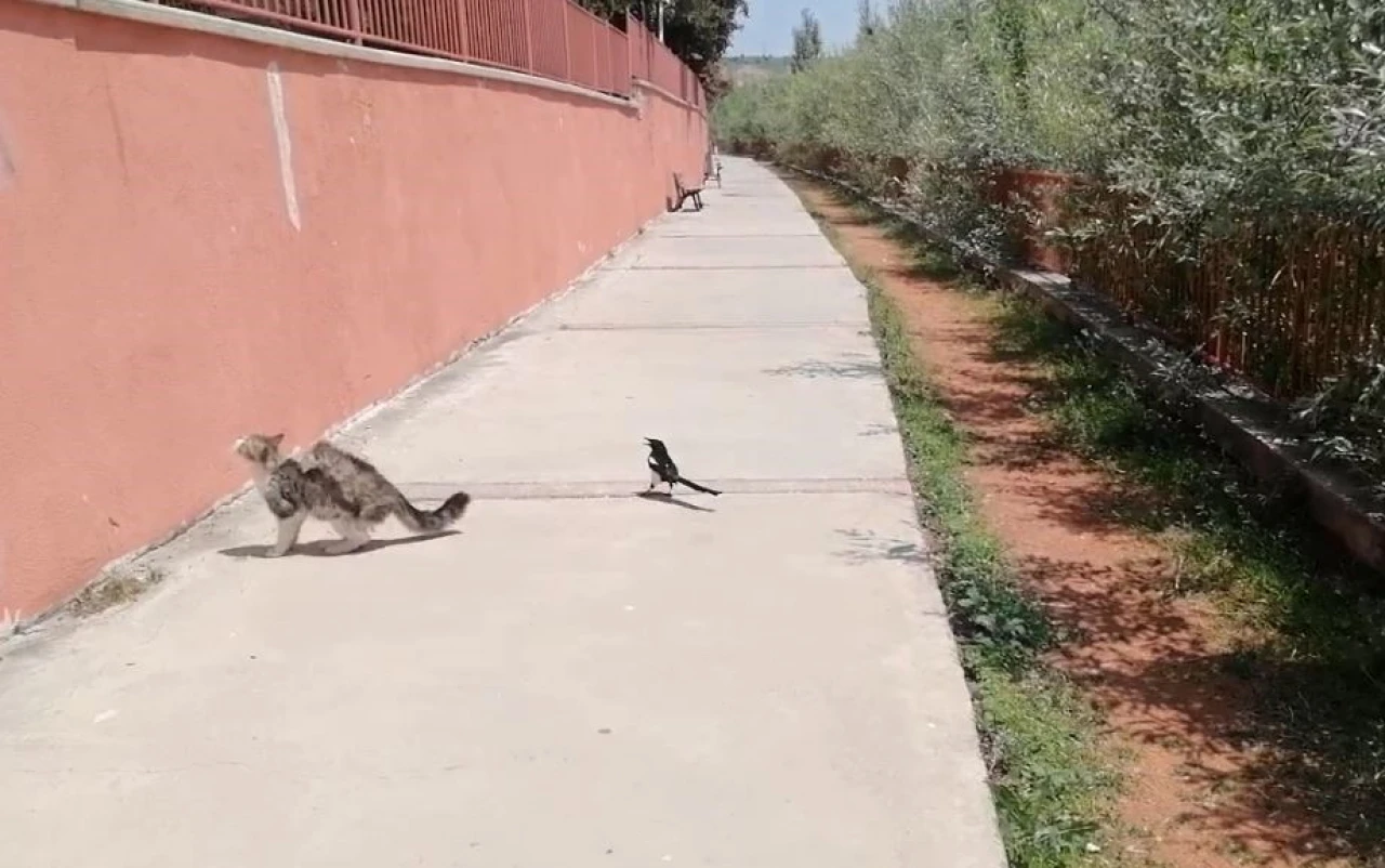 Sivas’ta Karga ile Kedi Arasındaki İlginç Oyun Kamerada