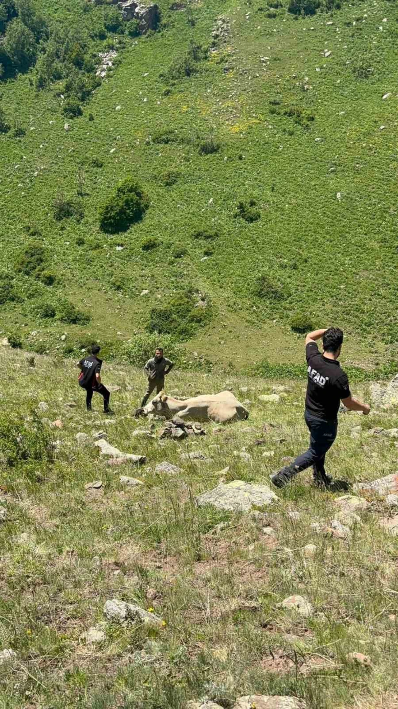 AFAD, Mahsur Kalan İneği 1 Saatte Kurtardı