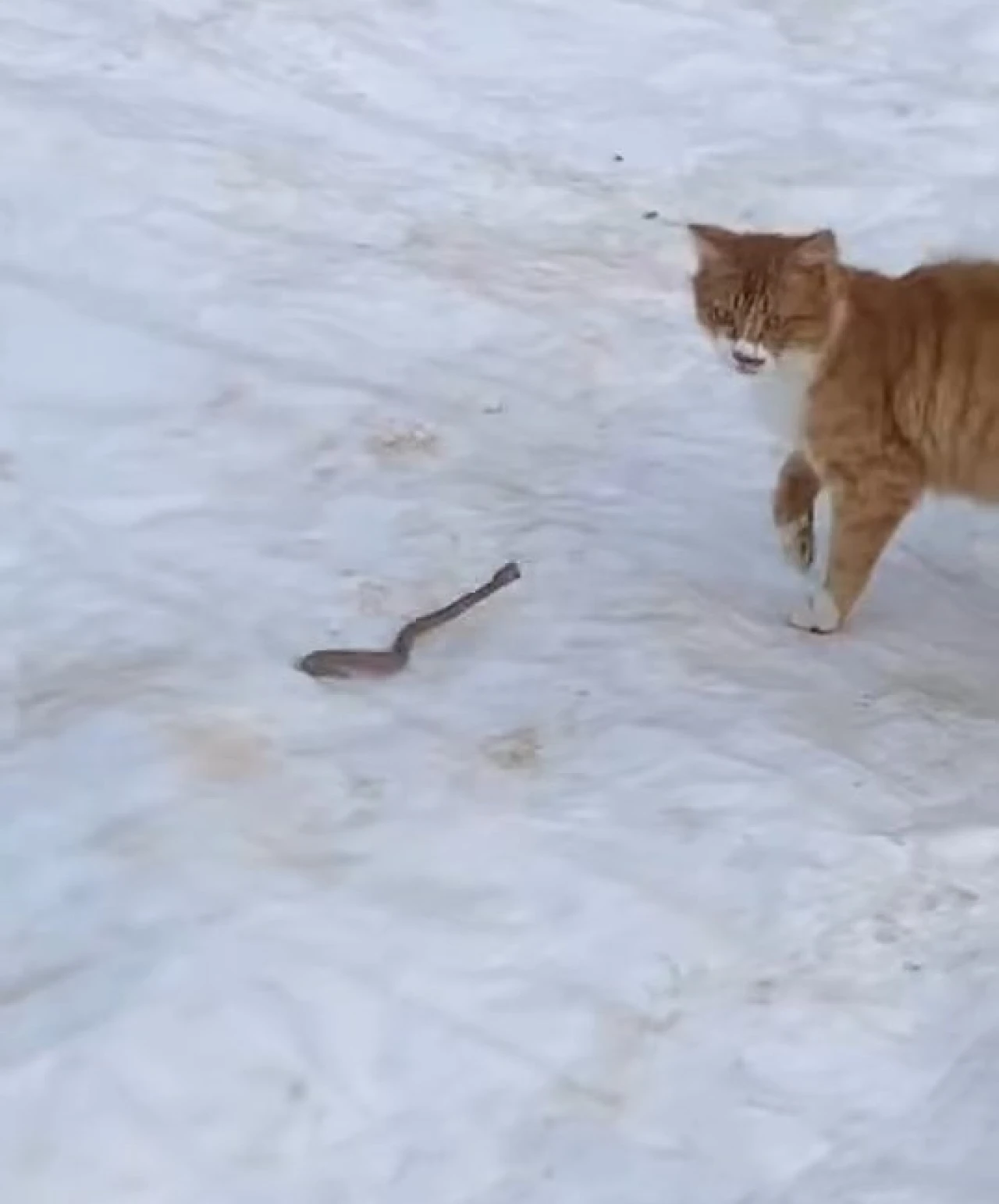Yılanla Karşılaşan Kedi Geri Adım Atmadı