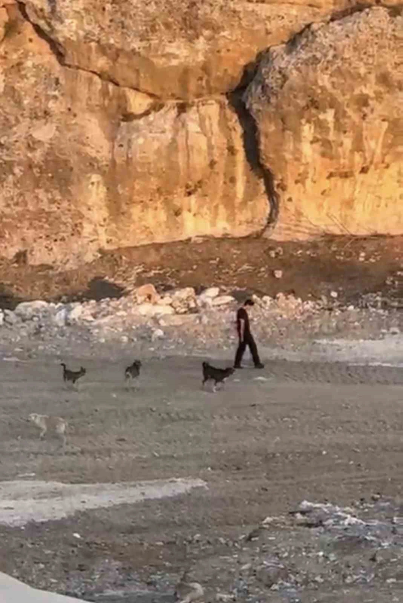 Köpeklerin Saldırısına Karşı Soğukkanlılık Örneği