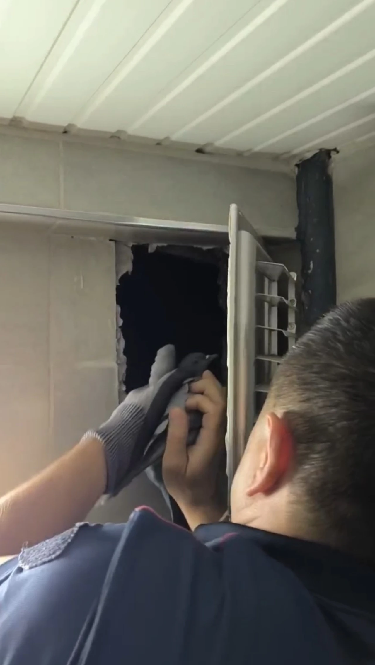 Sivas’ta Güvercin Havalandırma Boşluğundan Kurtarıldı