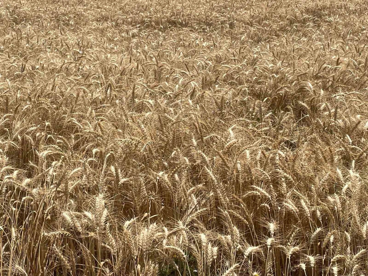 Makarnalık Buğday Tonu 13.560 Liraya Yükseldi