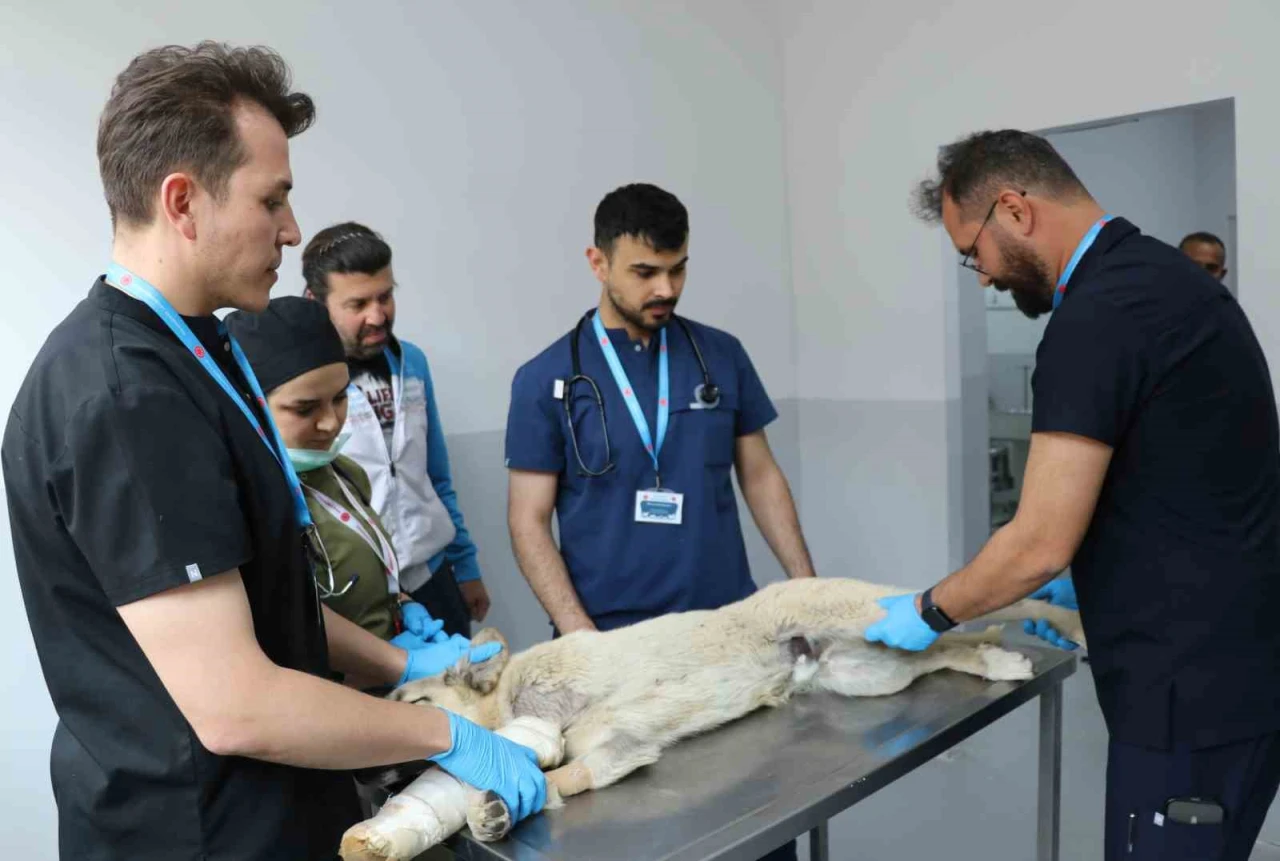 Sivas’ta 200 Sokak Köpeği Kısırlaştırıldı