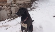 Cesur Köpek "Panter" Kurtları Köyden Kovdu
