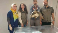 Yaralı Akdoğan Doğaya Döndü