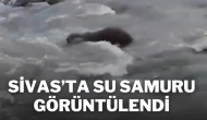 Sivas'ta Su Samuru Görüntülendi