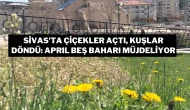 Sivas'ta Çiçekler Açtı, Kuşlar Döndü: Aprıl Beş Baharı Müjdeliyor