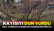 Kayısıyı Don Vurdu! Gece -10 Dereceye Düşen Hava Bahçeleri Kuruttu