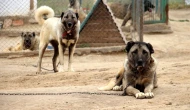 Sivas Kangal Köpeği Hakkında Bilmeniz Gereken Her Şey: İşte Detaylar