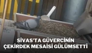 Sivas’ta Güvercinin Çekirdek Mesaisi Gülümsetti