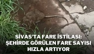Sivas'ta Fare İstilası: Şehirde Görülen Fare Sayısı Hızla Artıyor