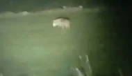 Sivas’ta Kurtla Gülümseten Diyalog: Sosyal Medya Bayıldı!