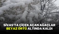 Sivas’ta Çiçek Açan Ağaçlar Beyaz Örtü Altında Kaldı