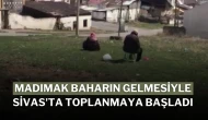 Madımak Baharın Gelmesiyle Sivas'ta Toplanmaya Başladı
