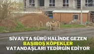 Sivas'ta Sürü Halinde Gezen Başıboş Köpekler, Vatandaşları Tedirgin Ediyor
