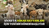 Sivas'ta Sokak Hayvanları İçin Yeni Bir Dönem Başlıyor